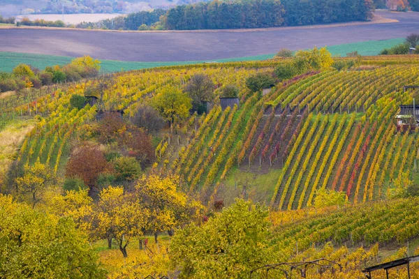 Mutenice Yakınlarındaki Sonbahar Üzüm Bağı Güney Moravya Çek Cumhuriyeti — Stok fotoğraf