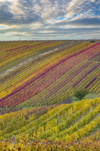 Vignoble Automne Près Cejkovice Moravie Sud République Tchèque — Photo