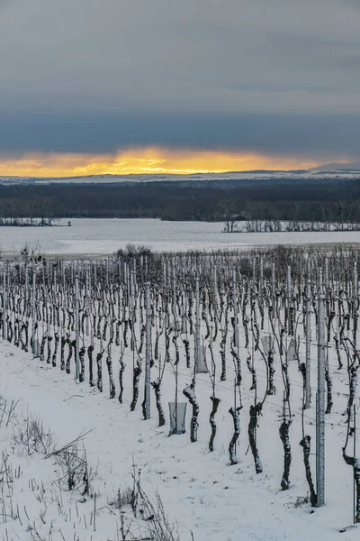 Krajobraz Winnicami Slovacko Morawy Południowe Czechy — Zdjęcie stockowe