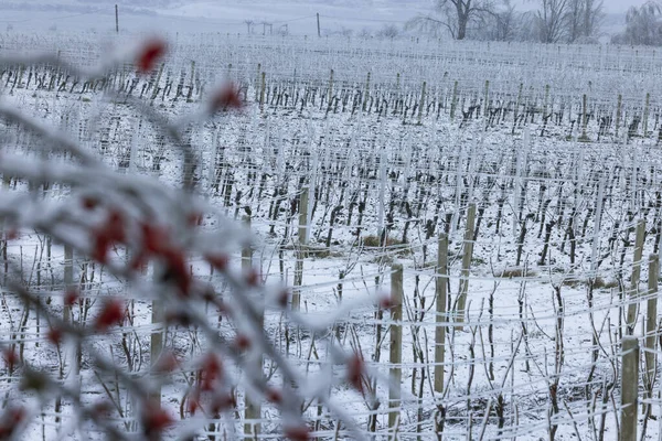 Production of ice wine, Southern Moravia, Czech Republic