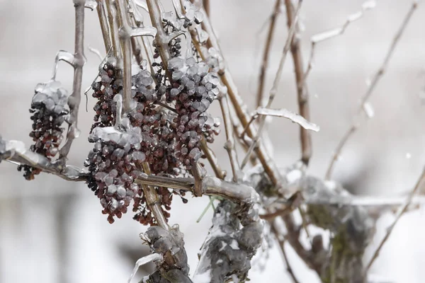 Grapes left for production of ice wine, Southern Moravia, Czech Republic