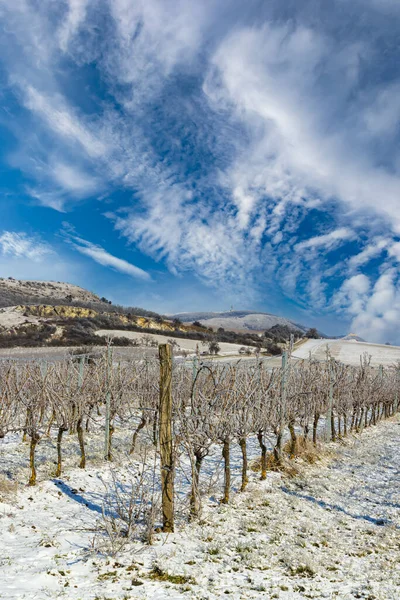 チェコ共和国南モラビア州パラヴァ地方ミクーロフ近郊の冬のブドウ畑 — ストック写真