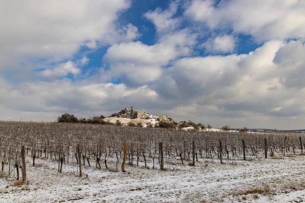 Viña Invierno Cerca Mikulov Región Palava Sur Moravia República Checa —  Fotos de Stock