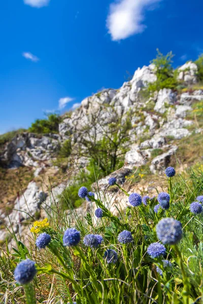 Çiçekler Globularia Bisnagarica Palava Manzarası Doğal Kaya Anıtı Kocici Skala — Stok fotoğraf