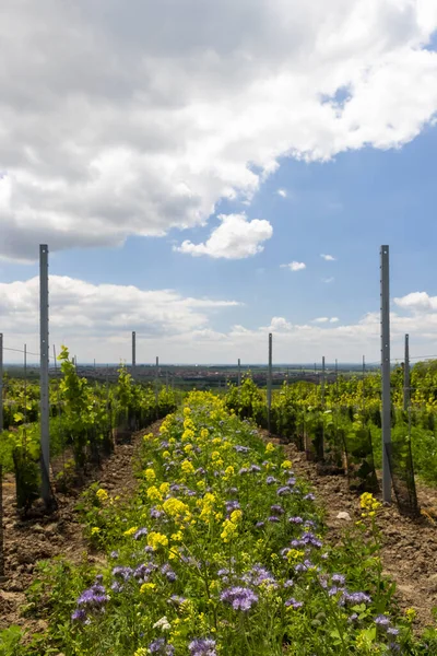 Floral Spacing Organic Vineyard Southern Moravia Czech Republic — Stock Photo, Image