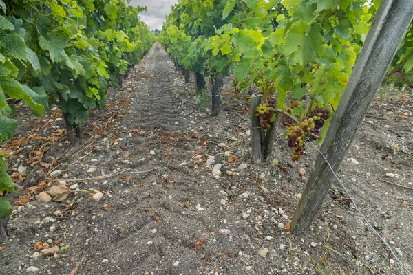 Viñedos Típicos Cerca Saint Julien Beychevelle Burdeos Aquitania Francia —  Fotos de Stock