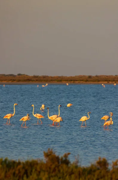 Flamingo Parc Naturel Regional Camargue Provence Franciaország — Stock Fotó