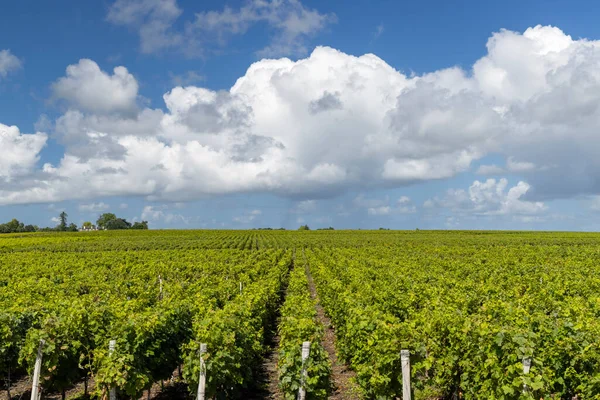 Typical Vineyards Saint Estephe Bordeaux Aquitaine France — Stock Photo, Image