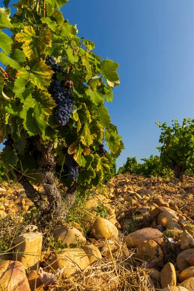 Typical Vineyard Stones Chateauneuf Pape Cotes Rhone France — Stock Photo, Image