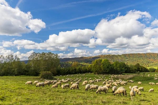 テルチョヴァ マラFatra スロバキアの近くの羊の群れ — ストック写真