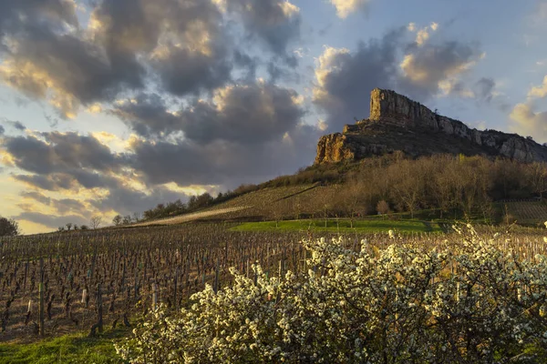 Üzüm Bağı Olan Solutre Kayası Burgundy Solutre Pouilly Fransa — Stok fotoğraf