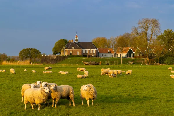 Eski Schokland Adası Unesco Dünya Mirası Alanı Hollanda — Stok fotoğraf