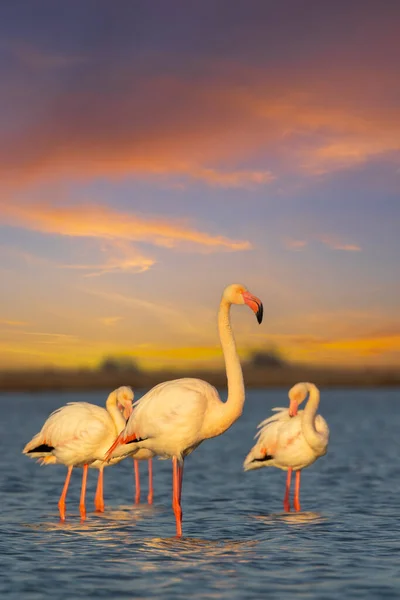 Flamingo Parc Naturel Regional Camargue Provence Francie — Stock fotografie