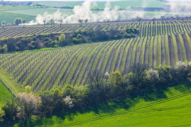 Lampelberk yakınlarındaki Bahar bağları, Znojmo bölgesi, Güney Moravya, Çek Cumhuriyeti