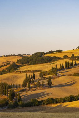 Cipressi di Monticchielo, İtalya, Montepulciano yakınlarındaki Tipik Toskana manzarası