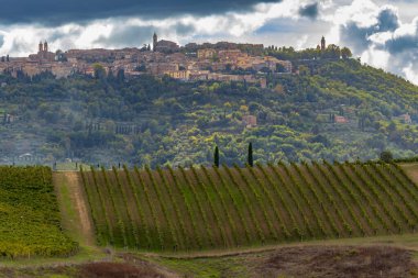 Montalcino, Toskana, İtalya yakınlarındaki üzüm bağlarıyla tipik Toskana manzarası