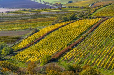 Palava altındaki üzüm bağları, Güney Moravya, Çek Cumhuriyeti