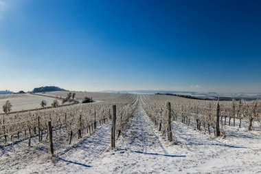 Mikulov yakınlarındaki kış üzüm bağı, Palava bölgesi, Güney Moravya, Çek Cumhuriyeti