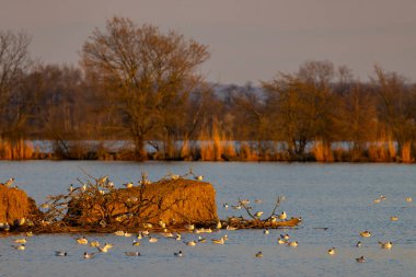 Siyah başlı martı, Jaroslavice göleti, Znojmo bölgesi, Güney Moravya, Çek Cumhuriyeti