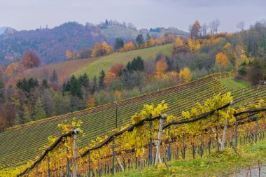 Avusturya 'nın en yüksek üzüm bağları Kitzeck im Sausal, Styria, Avusturya