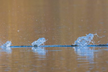 Çarpışmadan dolayı suyun yüzeyindeki dalgalar. Su damlası yüzeye düşer..