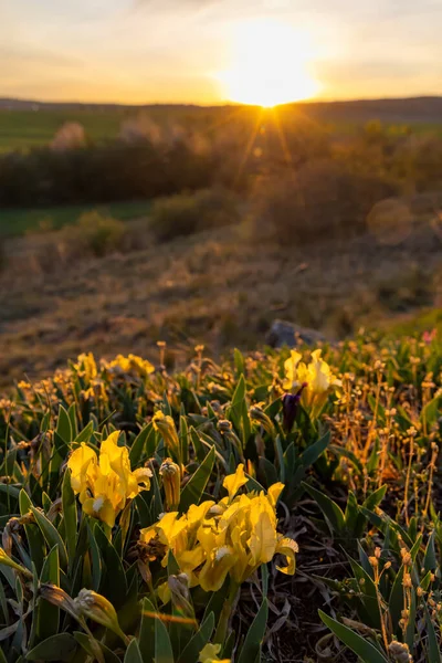 Dwarf Iris Pusty Kopec Konic Közel Znojmo Dél Morvaország Csehország — Stock Fotó