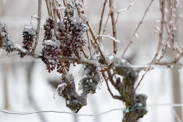 Grapes left for production of ice wine, Southern Moravia, Czech Republic