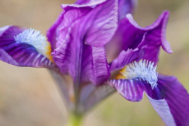 Znojmo, Güney Moravya, Çek Cumhuriyeti yakınlarındaki Pusty kopec u Koniç 'te cüce iris