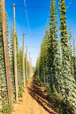Çek Cumhuriyeti 'nin Zatec bölgesinde sıçrama alanı