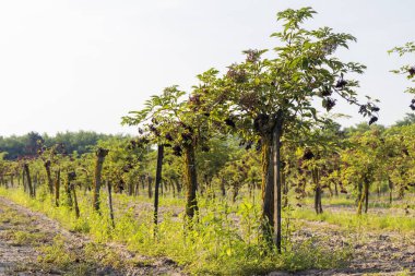 Macaristan 'ın orta kesiminde bir meyve bahçesi.