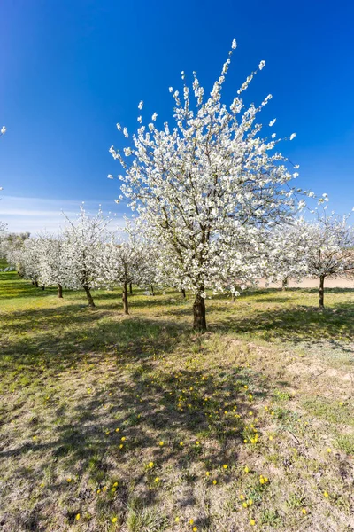 Huerto Cerezos Con Flores Cerca Cejkovice Moravia Del Sur República —  Fotos de Stock