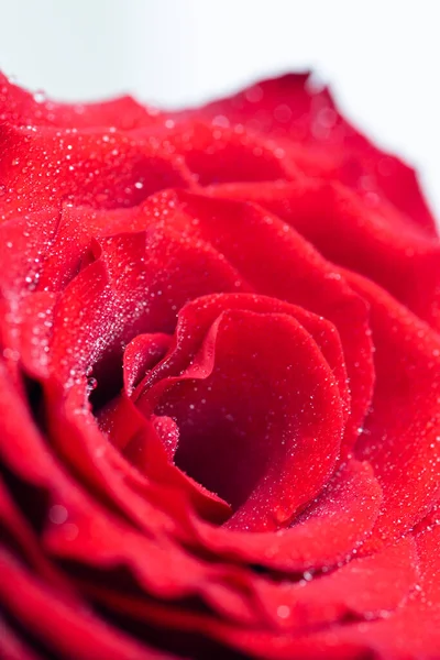 Bouquet Rose Fresche Sfondo Floreale — Foto Stock