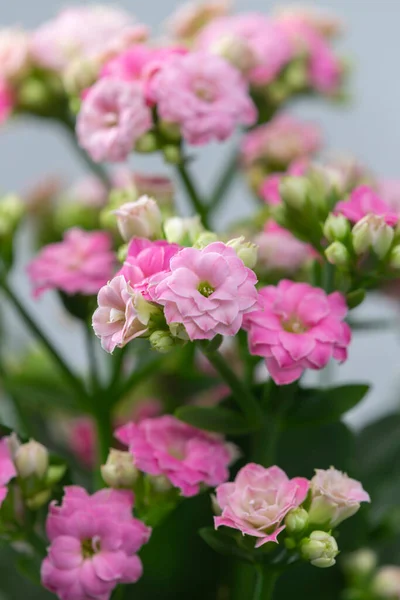 Close Van Roze Kalanchoë — Stockfoto