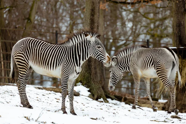Зебры Зимой Зоопарке Чехия — стоковое фото