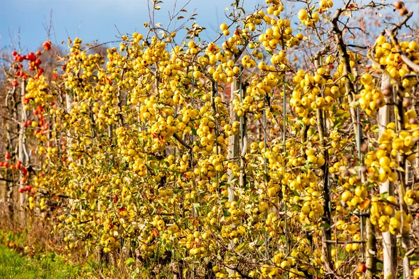 Boomgaard Met Appels Zuid Moravië Tsjechië — Stockfoto