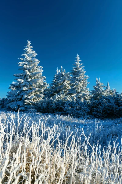 Winterlandschap Bij Velka Destna Orlicke Mountains Oost Bohemen Tsjechië — Stockfoto