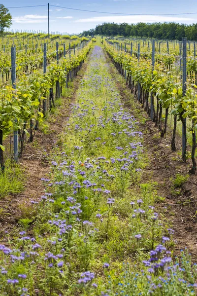 Floral Spacing Organic Vineyard Moravia Czech Republic — Stock Photo, Image