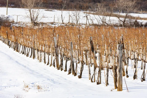 Vinhas Perto Sarospatak Região Tokaj Hungria — Fotografia de Stock