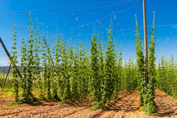 Hop Field Itt Zatec Régió Csehország — Stock Fotó