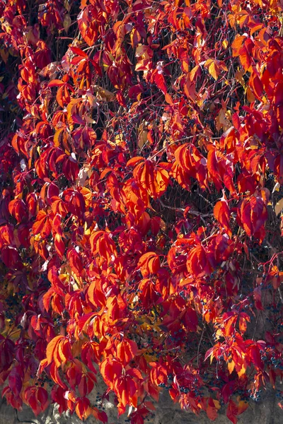 Parede Velha Com Folhas Coloridas Outono — Fotografia de Stock