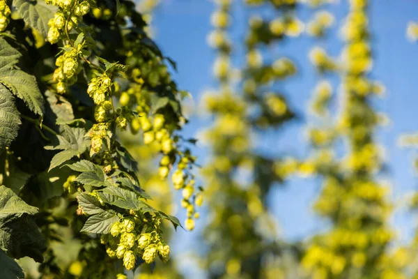 Hop Field Zatec Region Czech Republic — Stock Photo, Image