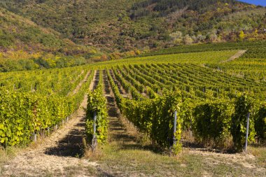 Sonbahar üzüm bağı, Tokaj bölgesi, Büyük Düzlük ve Kuzey, Macaristan