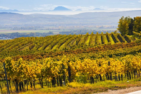 Autumn Vineyard Langenlois Lower Austria Austria — Stock Photo, Image