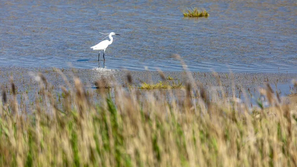 Camargue Der Provence Frankreich — Stockfoto