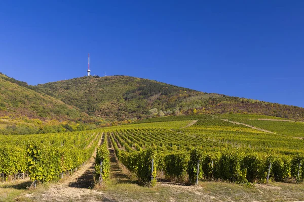 Herfst Wijngaard Tokaji Hegy 513 Tokaj Regio Grote Vlakte Noorden — Stockfoto