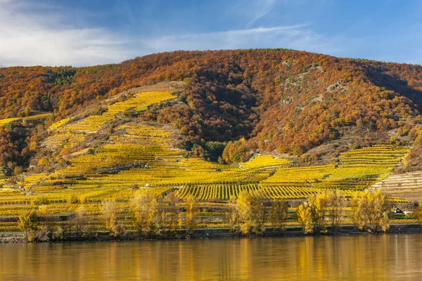 Осенние Виноградники Долина Вахау Нижняя Австрия Австрия — стоковое фото