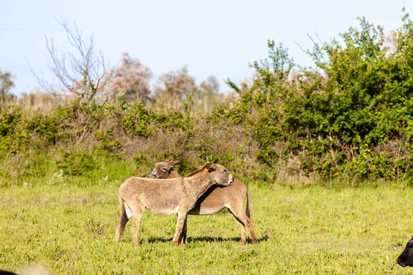 Camargue Prowansji Francja — Zdjęcie stockowe