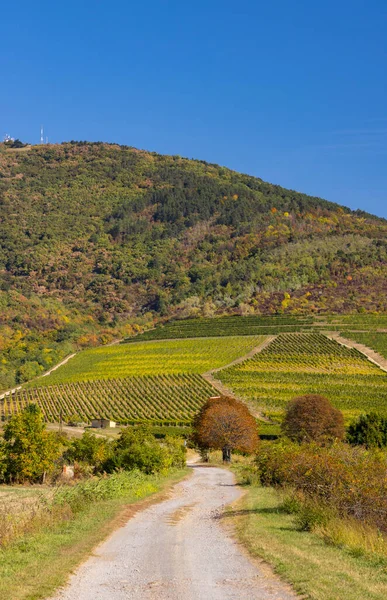 Vigneto Autunnale Regione Tokaj Grande Pianura Nord Ungheria — Foto Stock