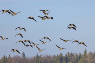 Büyük Kaz, (Anser anser), Güney Bohemya, Çek Cumhuriyeti