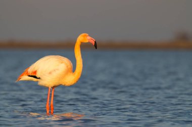 Flamingo in Parc Naturel bölgesel de Camargue, Provence, Fransa